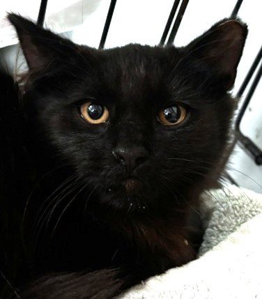 BINX - Domestic Long Hair available for adoption