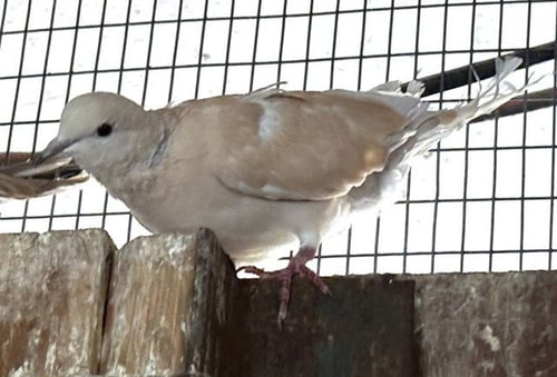 SWEETHEART - Dove available for adoption