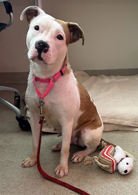 AMBER - Staffordshire Bull Terrier available for adoption