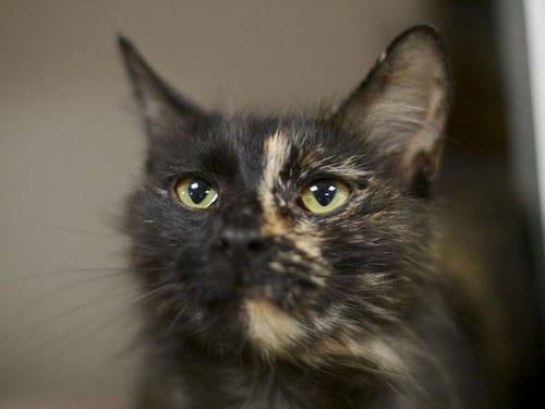 SHIRAZ - Domestic Long Hair available for adoption