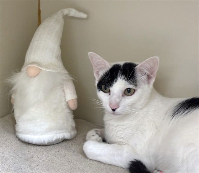 DEMETER - Domestic Short Hair available for adoption