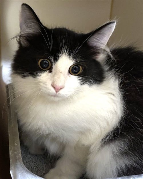 CHECKERS - Domestic Short Hair available for adoption
