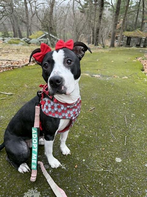 STARLET - Staffordshire Bull Terrier available for adoption