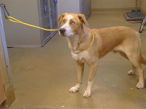 *CHANDLER - Labrador Retriever available for adoption