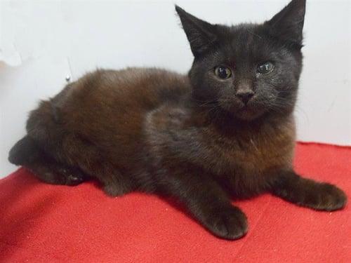 *KODAK - Domestic Short Hair available for adoption