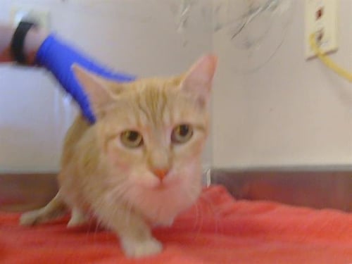 *LYSA - Domestic Short Hair for adoption in Sacramento