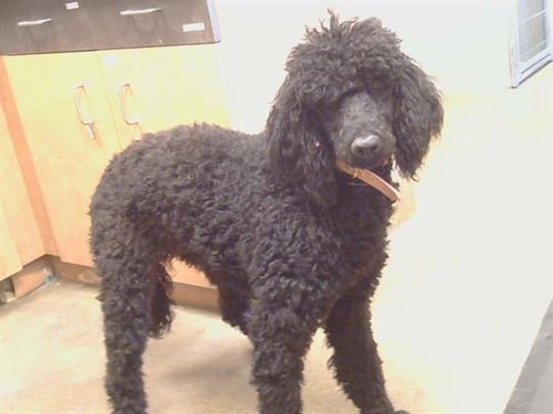 A926886 - Poodle (Standard) available for adoption