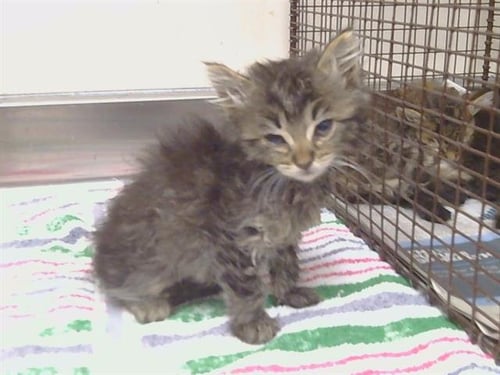 A922166 - Domestic Medium Hair available for adoption