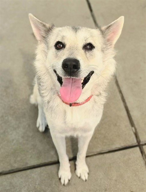 *ARIEL - Siberian Husky / German Shepherd Dog available for adoption