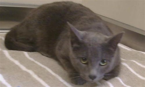 *MERCURY - Russian Blue available for adoption