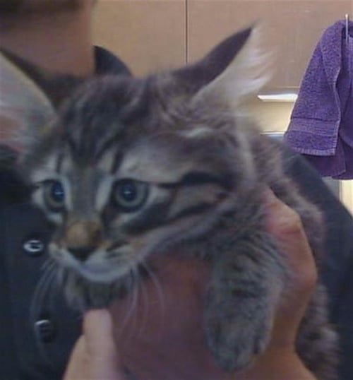 *OSCAR - Domestic Short Hair available for adoption