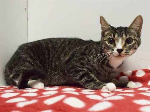 A928525 - Domestic Short Hair available for adoption