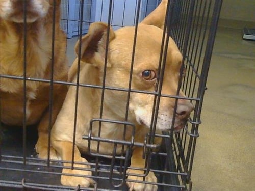 *CLINT EASTWOOD - Dachshund / Pit Bull Terrier available for adoption