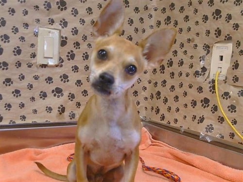 A927415 - Chihuahua available for adoption