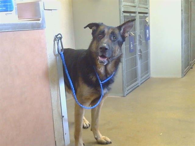 KRATOS - German Shepherd Dog available for adoption