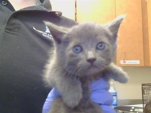 A926506 - Domestic Short Hair available for adoption
