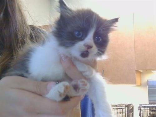 A917666 - Domestic Short Hair available for adoption