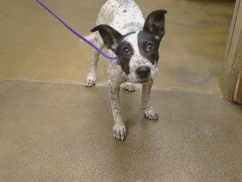 A928159 - Australian Cattle Dog/Blue Heeler available for adoption