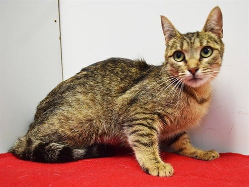 *ONYA - Domestic Short Hair for adoption in Sacramento