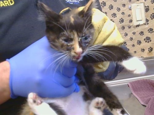 A928584 - Domestic Short Hair available for adoption