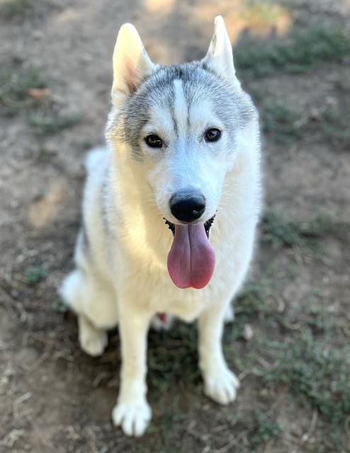 *DISCO - Siberian Husky available for adoption