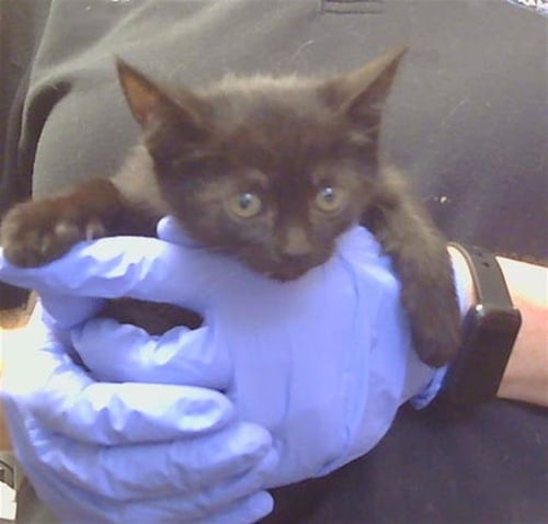 A928275 - Domestic Short Hair available for adoption