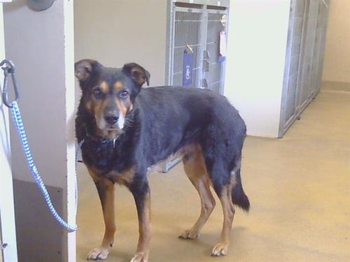 *FISHER - German Shepherd Dog available for adoption