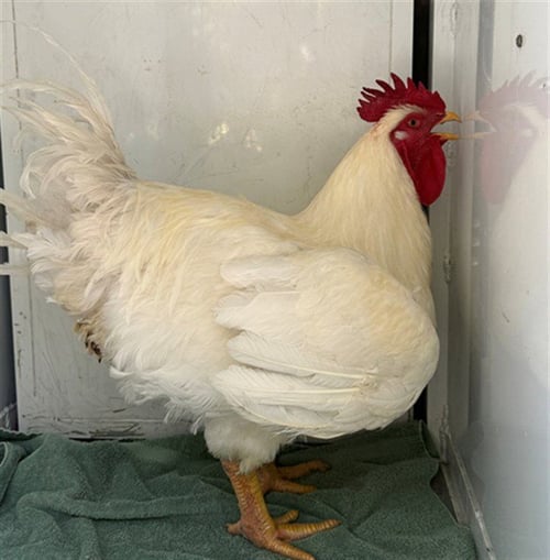 A926468 - Chicken available for adoption