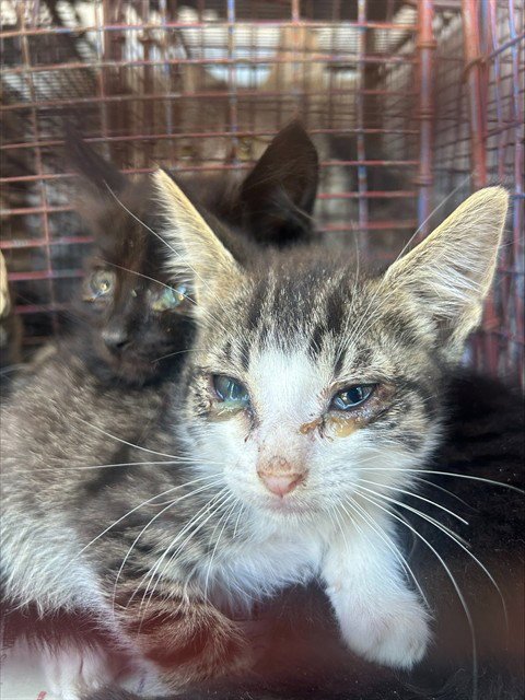 A924998 - Domestic Short Hair available for adoption