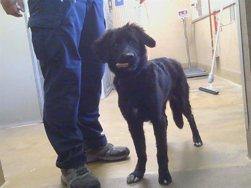 *KIKI - Border Collie for adoption in Roseville