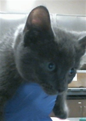 A927706 - Domestic Short Hair available for adoption