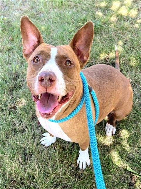 RED - Pit Bull Terrier available for adoption
