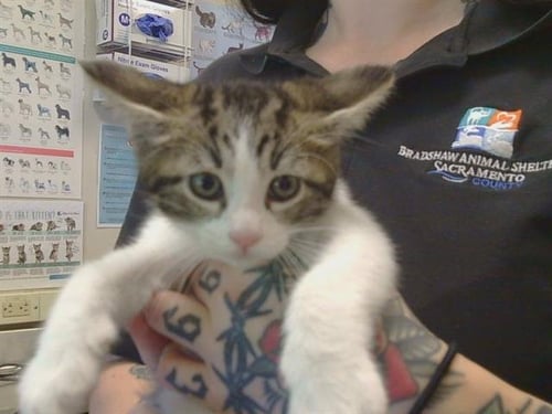 *CHRISTOPHER - Domestic Short Hair available for adoption