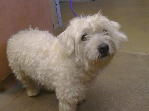A926189 - Poodle (Miniature) / Havanese available for adoption