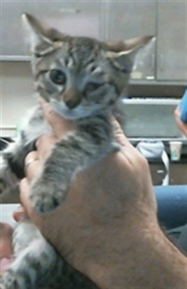 A926848 - Domestic Short Hair available for adoption