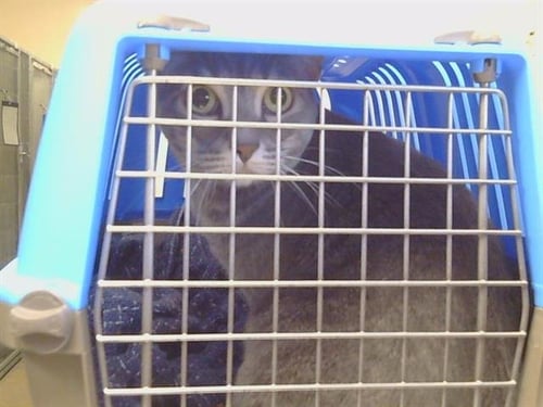A930455 - Domestic Short Hair available for adoption