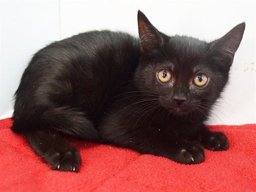*MOHAN - Domestic Short Hair available for adoption