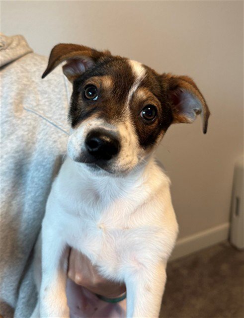 RYLAND - Pit Bull Terrier available for adoption