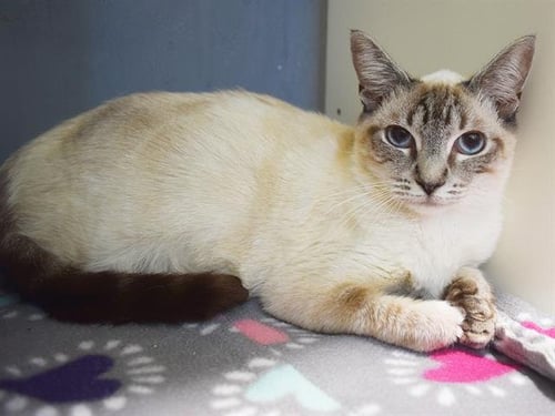 *AVA - Siamese available for adoption