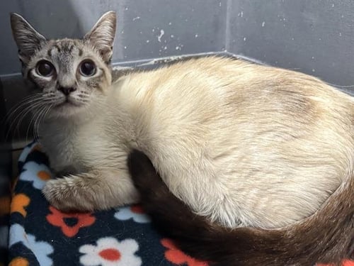 *AVA - Siamese available for adoption