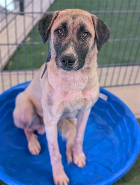 *LUCIUS - Anatolian Shepherd available for adoption