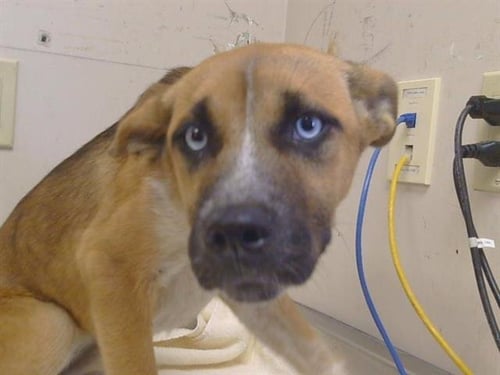 *LEANNE - German Shepherd Dog for adoption in Roseville