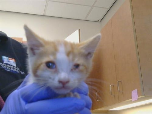 A927237 - Domestic Short Hair available for adoption