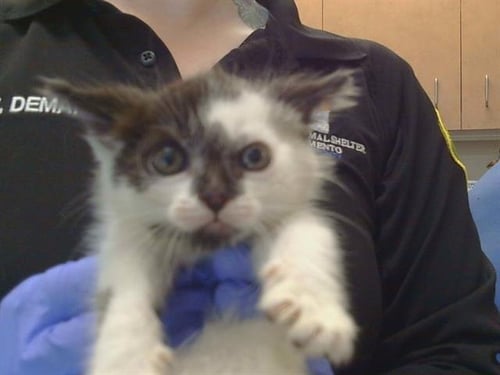 A924235 - Domestic Short Hair available for adoption