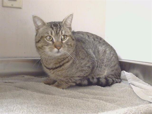 *LOGAN - Domestic Short Hair for adoption in Elk Grove