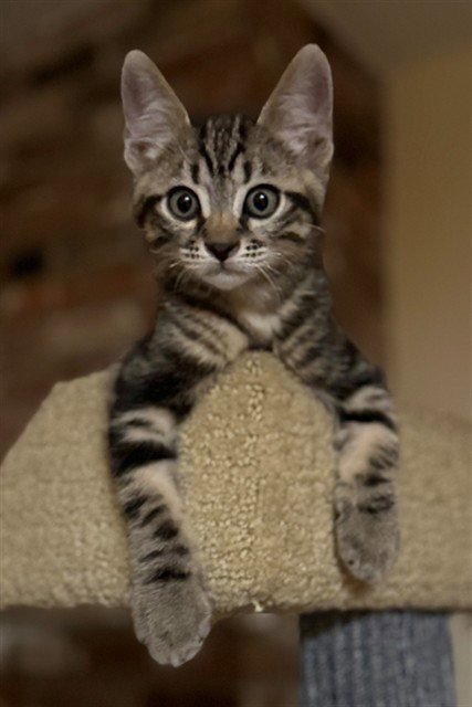 NEPTUNA - Domestic Short Hair available for adoption