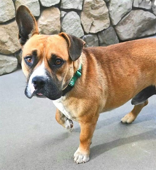 *SHORT STACK - Pit Bull Terrier available for adoption