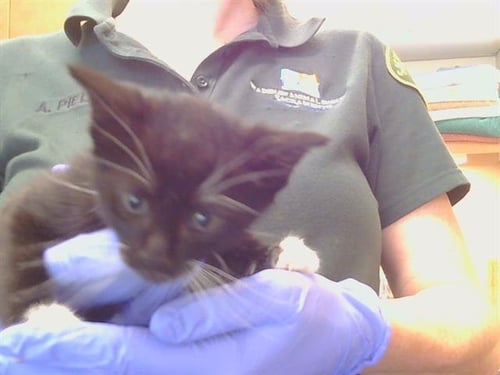 *JENSON - Domestic Short Hair available for adoption