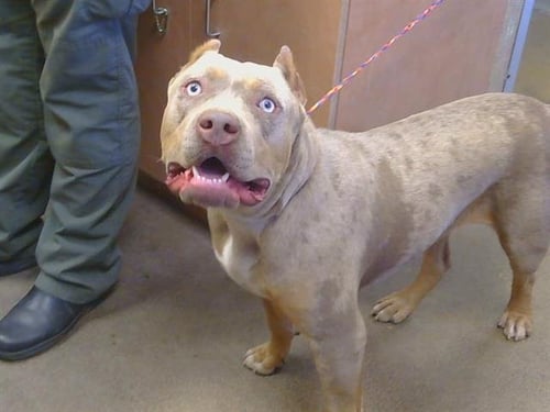 * BIG BOOTY JUDY - Pit Bull Terrier available for adoption