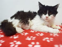 BISCUIT - Photo 1
